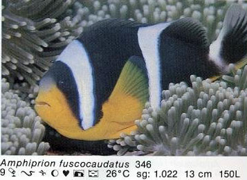 Amphiprion fuscocaudatus